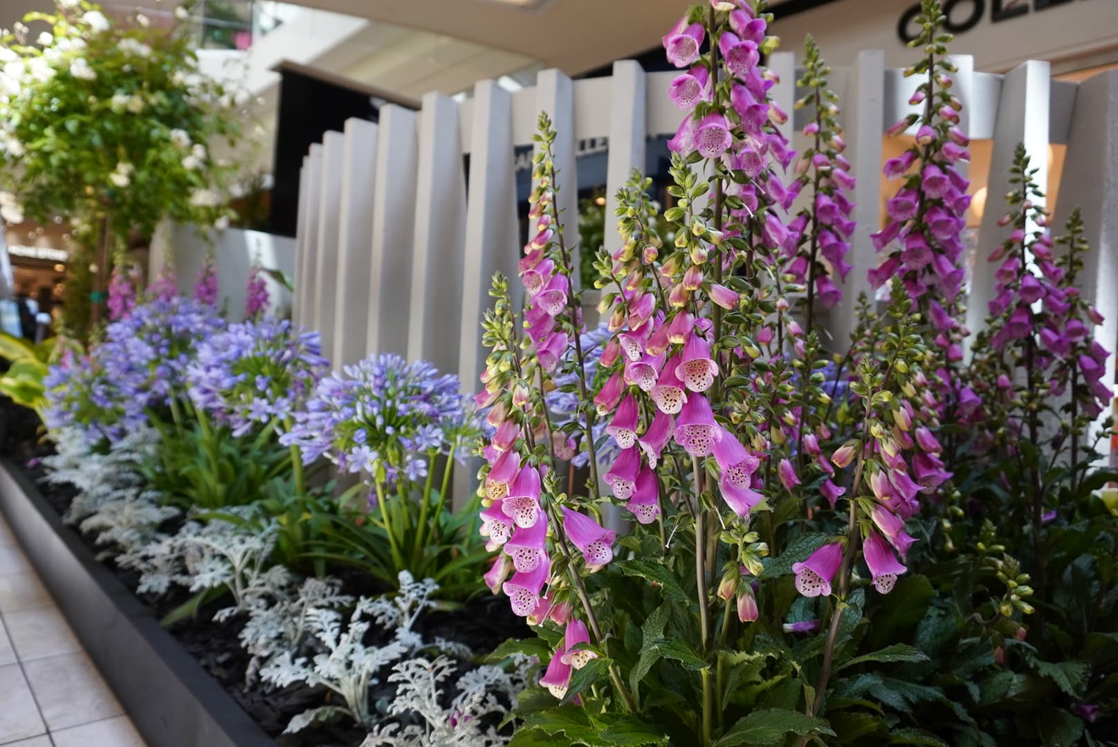 Tulip Landcare project in Orange County